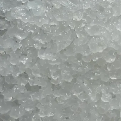 Granuli di kefir d'acqua trasparenti da vicino