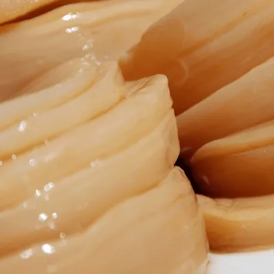 SCOBY di kombucha da vicino